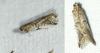 Acrobasis fallouella